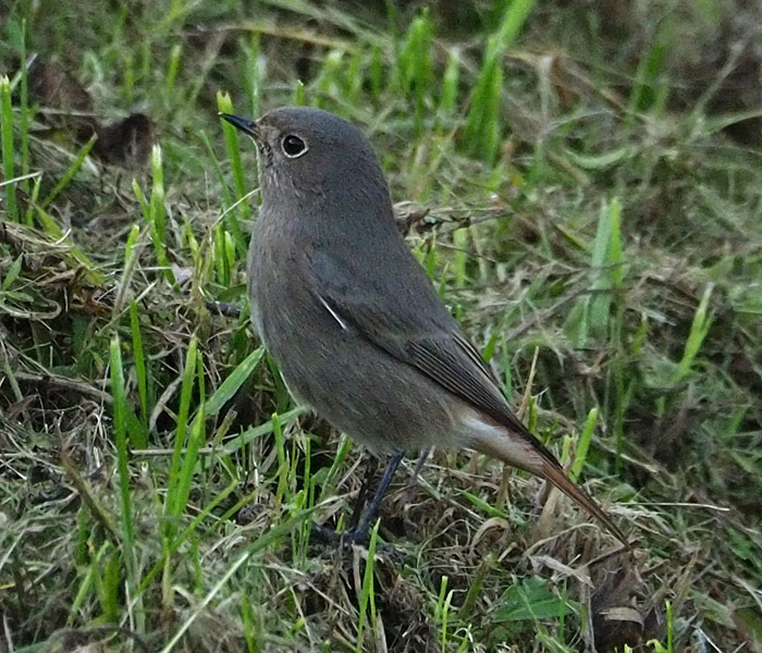 Hausrotschwanz, Phoenicurus ochruros Weibchen
